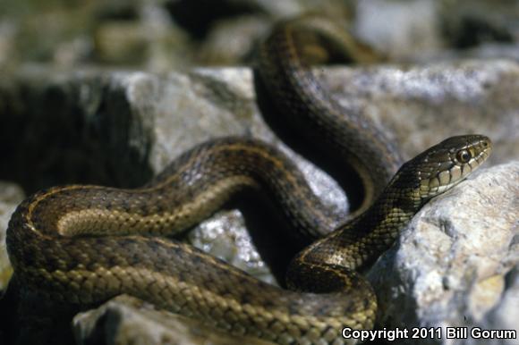 Wandering Gartersnake (Thamnophis elegans vagrans)