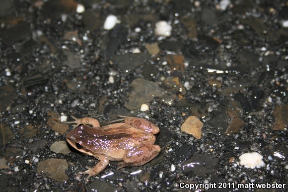 New Jersey Chorus Frog (Pseudacris kalmi)