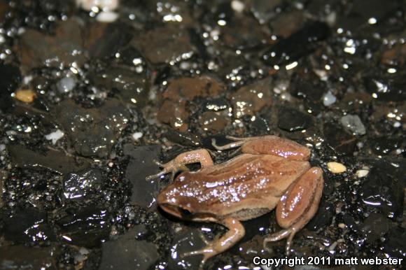 New Jersey Chorus Frog (Pseudacris kalmi)