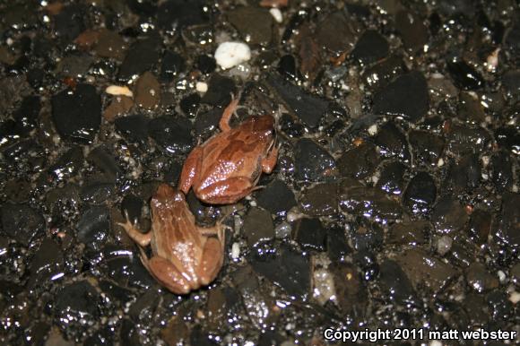 New Jersey Chorus Frog (Pseudacris kalmi)