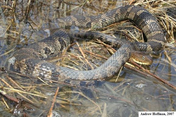 Northern Watersnake (Nerodia sipedon sipedon)