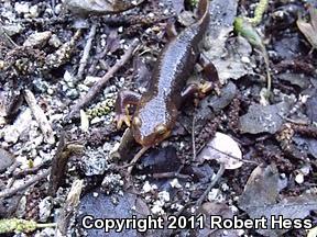 Coast Range Newt (Taricha torosa torosa)