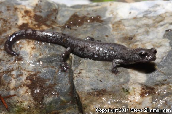 Inyo Mountains Salamander (Batrachoseps campi)