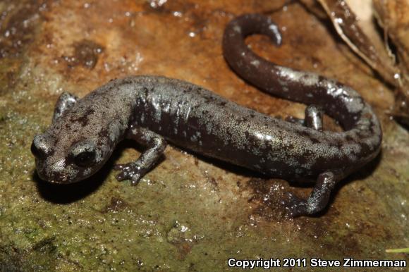 Inyo Mountains Salamander (Batrachoseps campi)