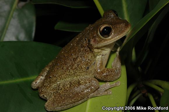 Cuban Treefrog (Osteopilus septentrionalis)