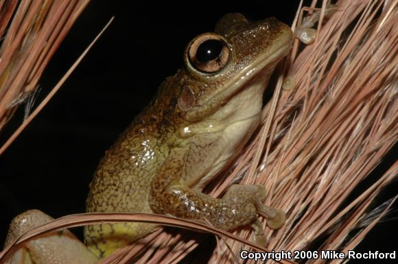 Cuban Treefrog (Osteopilus septentrionalis)