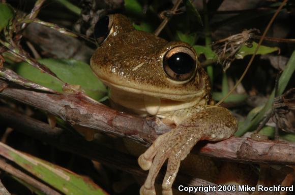 Cuban Treefrog (Osteopilus septentrionalis)