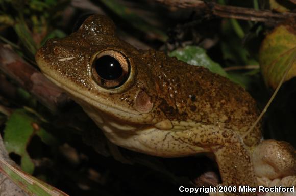 Cuban Treefrog (Osteopilus septentrionalis)