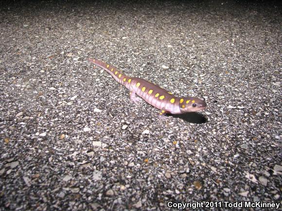 Spotted Salamander (Ambystoma maculatum)