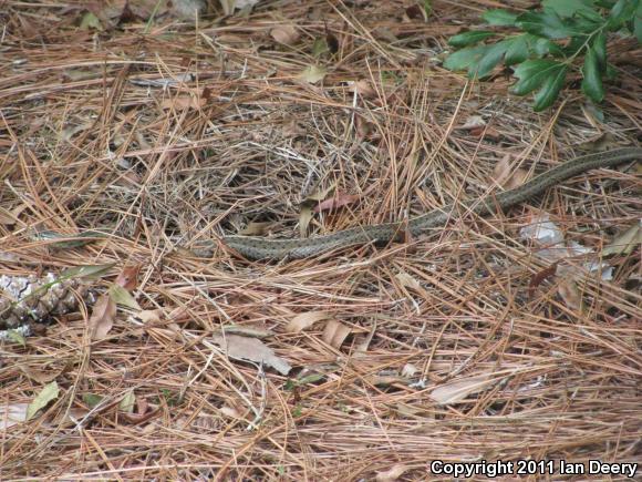 Eastern Gartersnake (Thamnophis sirtalis sirtalis)