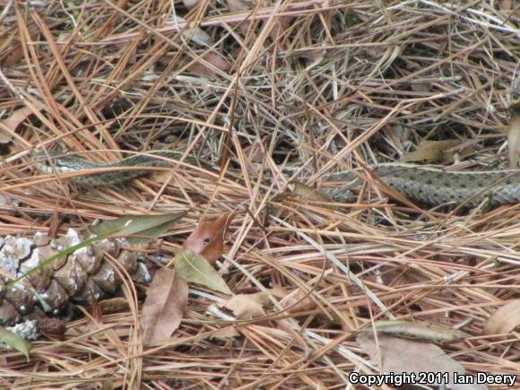 Eastern Gartersnake (Thamnophis sirtalis sirtalis)