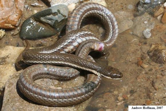 Queensnake (Regina septemvittata)