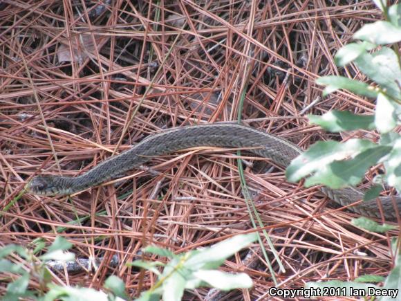 Eastern Gartersnake (Thamnophis sirtalis sirtalis)