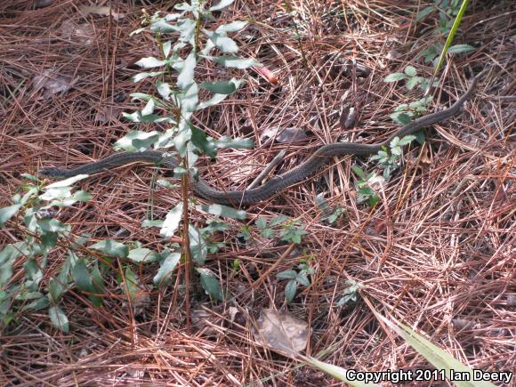 Eastern Gartersnake (Thamnophis sirtalis sirtalis)