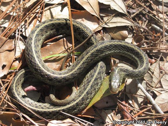 Eastern Gartersnake (Thamnophis sirtalis sirtalis)