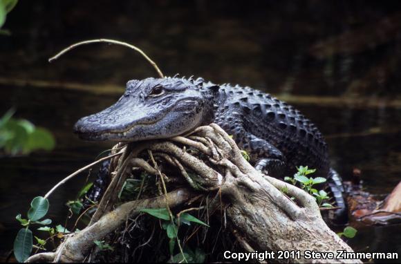 American Alligator (Alligator mississippiensis)