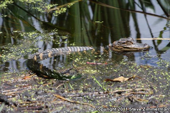 American Alligator (Alligator mississippiensis)