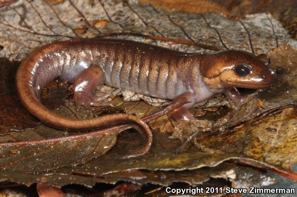 Northwestern Salamander (Ambystoma gracile)