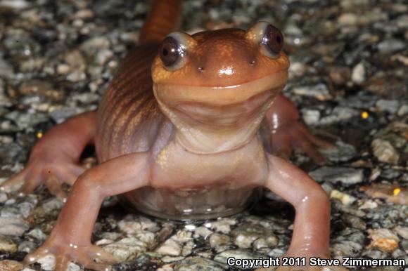 Northwestern Salamander (Ambystoma gracile)