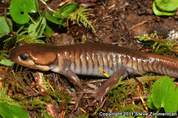 Northwestern Salamander (Ambystoma gracile)