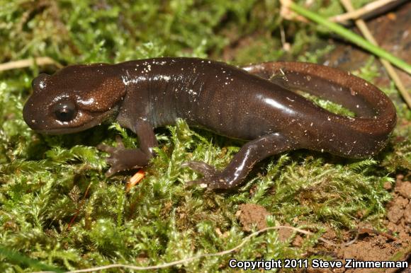 Northwestern Salamander (Ambystoma gracile)