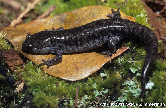 Mabee's Salamander (Ambystoma mabeei)