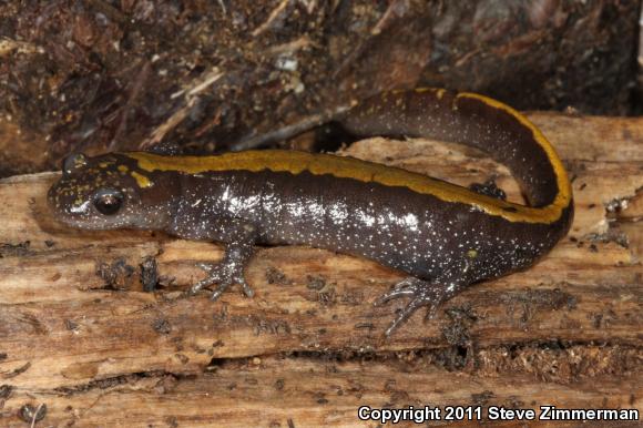 Eastern Long-toed Salamander (Ambystoma macrodactylum columbianum)