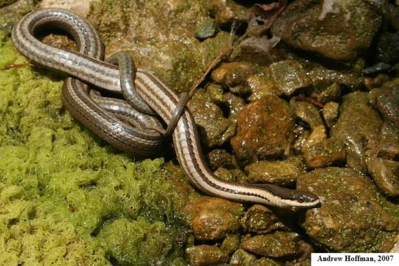 Queensnake (Regina septemvittata)