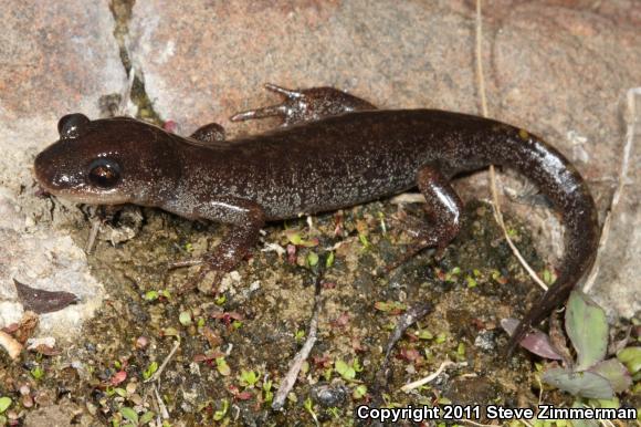 Eastern Long-toed Salamander (Ambystoma macrodactylum columbianum)