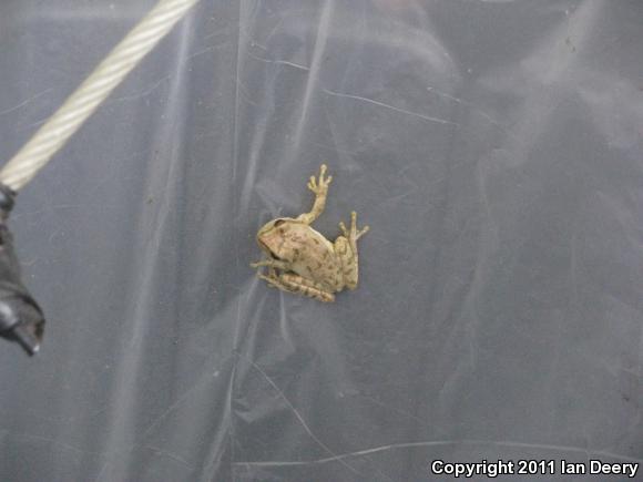 Squirrel Treefrog (Hyla squirella)