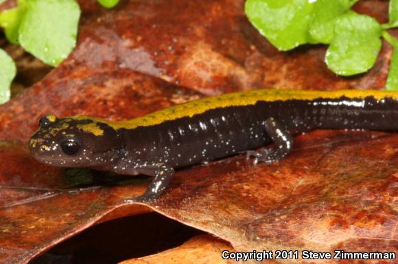 Western Long-toed Salamander (Ambystoma macrodactylum macrodactylum)