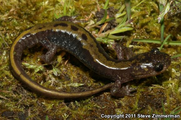 Western Long-toed Salamander (Ambystoma macrodactylum macrodactylum)