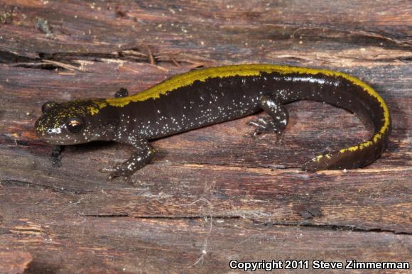 Western Long-toed Salamander (Ambystoma macrodactylum macrodactylum)