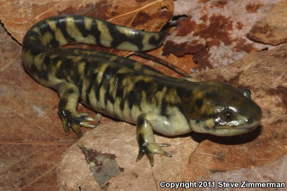 Blotched Tiger Salamander (Ambystoma mavortium melanostictum)