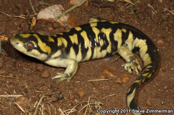 Blotched Tiger Salamander (Ambystoma mavortium melanostictum)