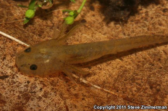 Blotched Tiger Salamander (Ambystoma mavortium melanostictum)