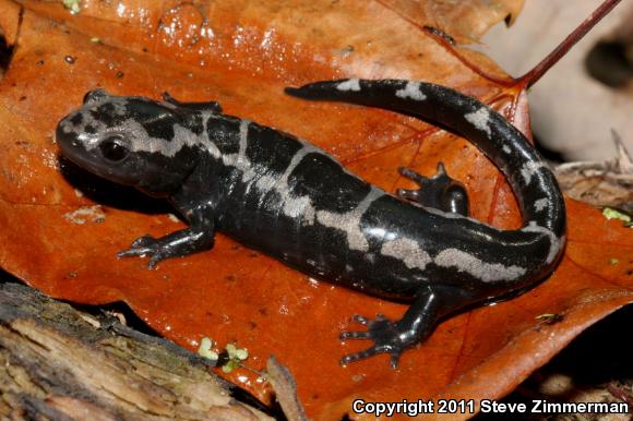 Marbled Salamander (Ambystoma opacum)