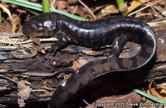 Eastern Tiger Salamander (Ambystoma tigrinum)