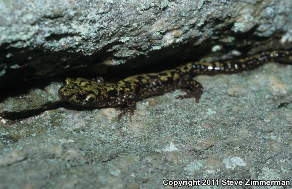 Green Salamander (Aneides aeneus)