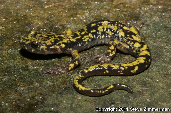 Green Salamander (Aneides aeneus)