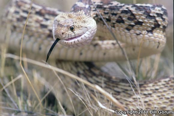 Sonoran Gopher Snake (Pituophis catenifer affinis)