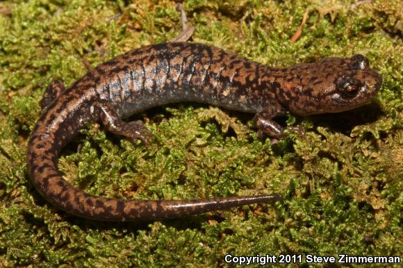 Sacramento Mountains Salamander (Aneides hardii)