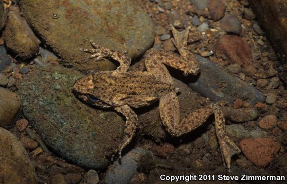 Eastern Tailed Frog (Ascaphus montanus)
