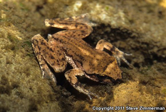 Eastern Tailed Frog (Ascaphus montanus)