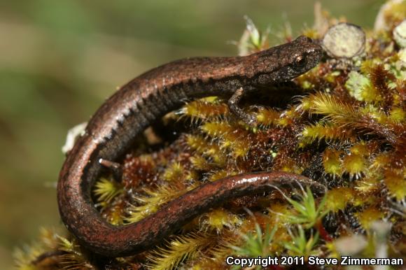 Hell Hollow Slender Salamander (Batrachoseps diabolicus)