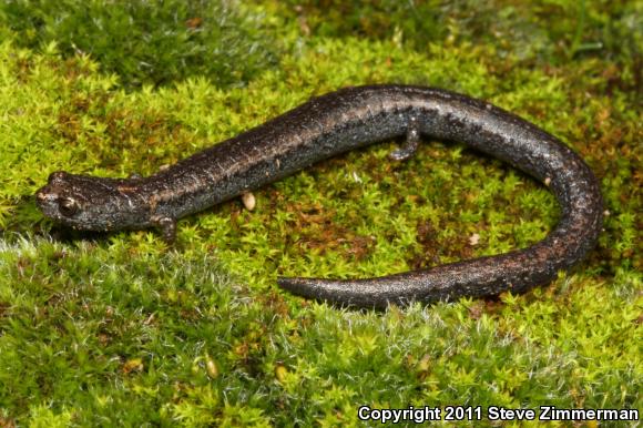 Sequoia Slender Salamander (Batrachoseps kawia)