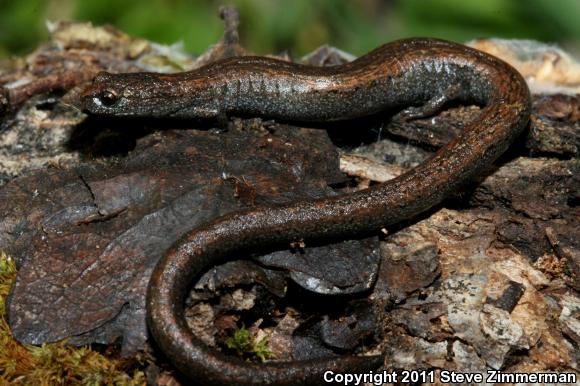 Kings River Slender Salamander (Batrachoseps regius)