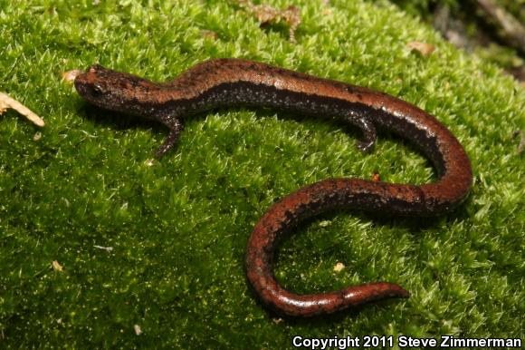 Relictual Slender Salamander (Batrachoseps relictus)