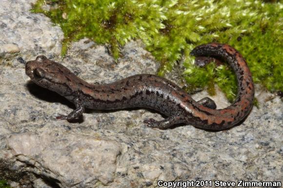 Kern Plateau Salamander (Batrachoseps robustus)