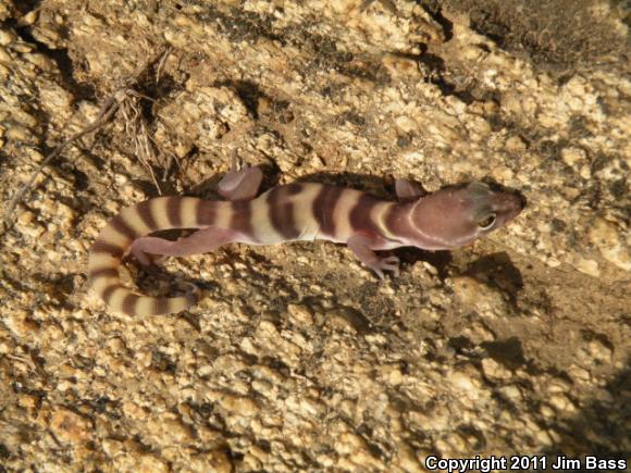 San Diego Banded Gecko (Coleonyx variegatus abbotti)